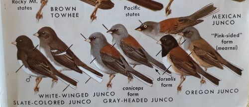 Color Page of old book showing junco species.