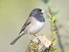 Junco on stub of a branch.