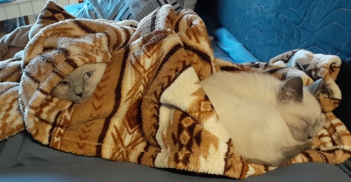 Siamase Kittens in Blanket
