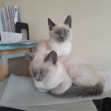 Office Cats